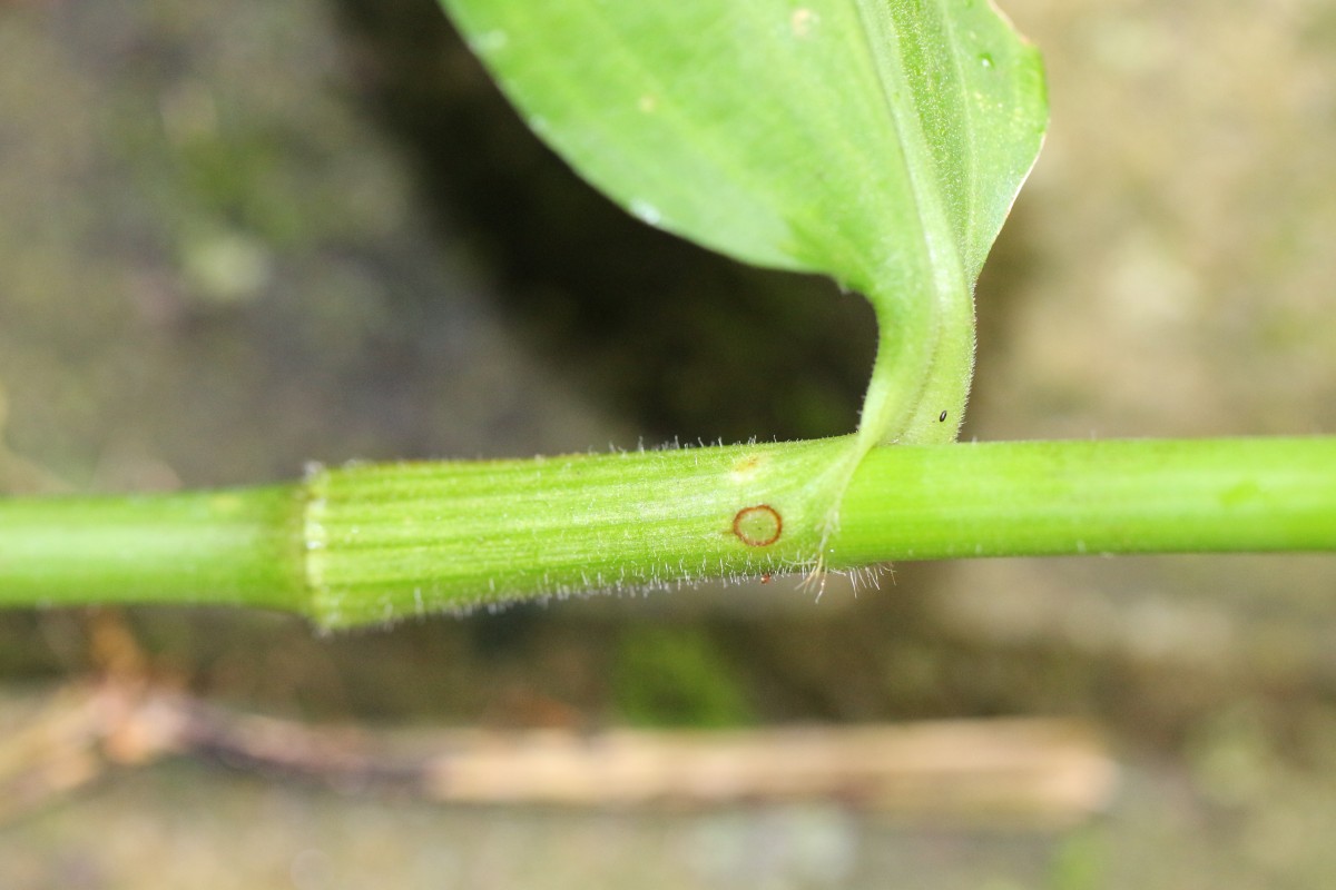 Rhopalephora scaberrima (Blume) Faden